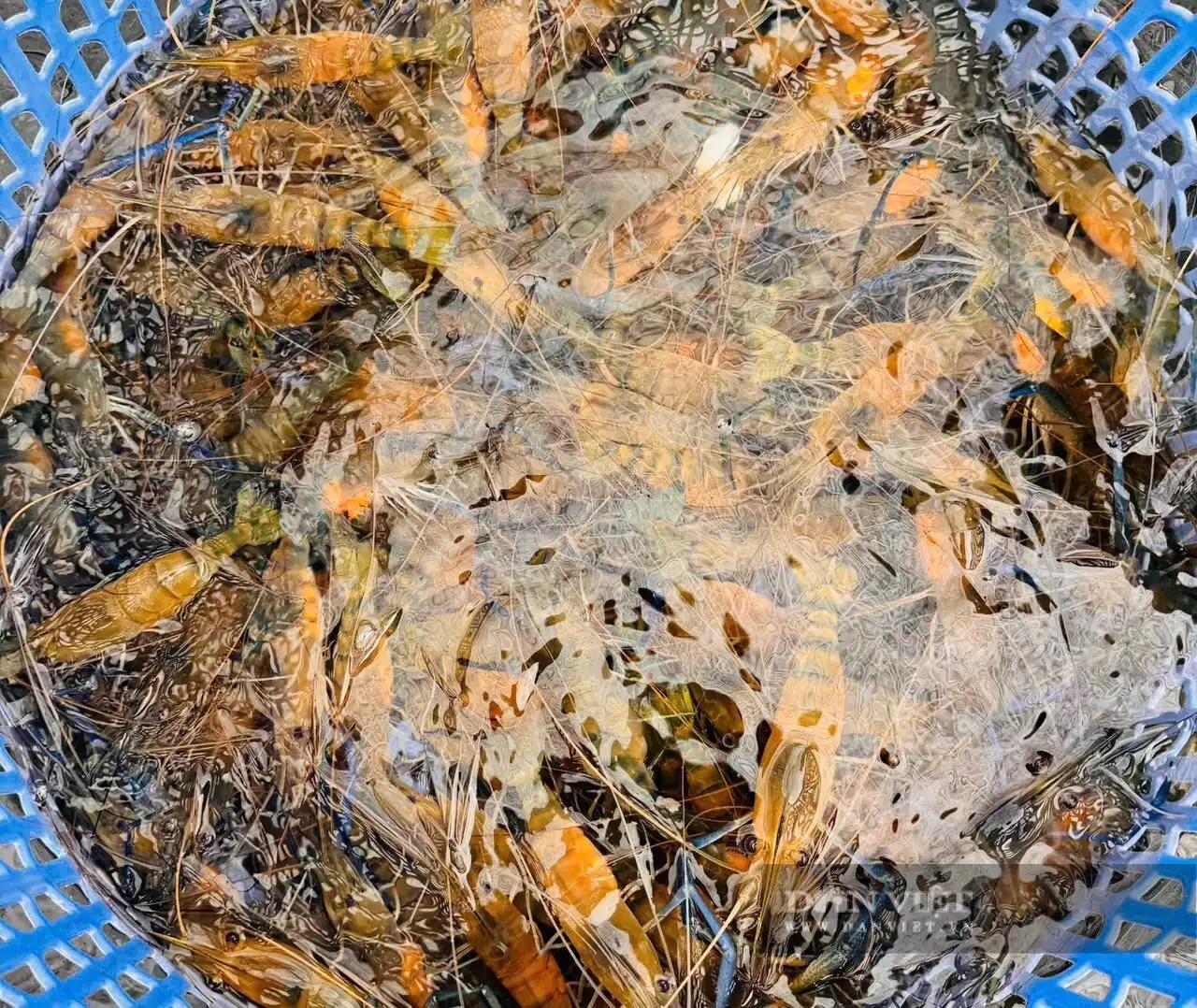 Một người Đồng Nai &#8220;biến&#8221; tôm cái thành tôm đực kiểu gì mà &#8220;ẵm&#8221; doanh thu 5 tỷ/năm, cả làng phục lăn?