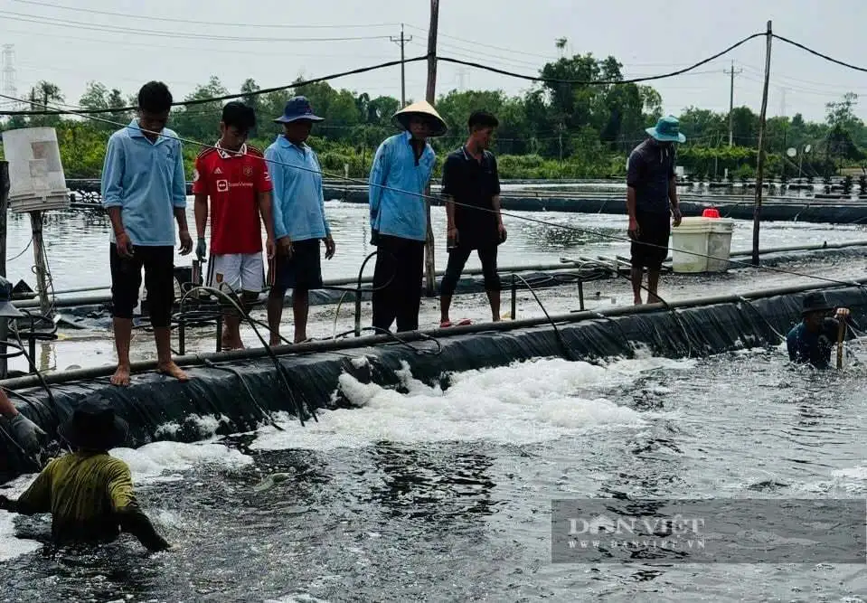 Một người Đồng Nai &#8220;biến&#8221; tôm cái thành tôm đực kiểu gì mà &#8220;ẵm&#8221; doanh thu 5 tỷ/năm, cả làng phục lăn?