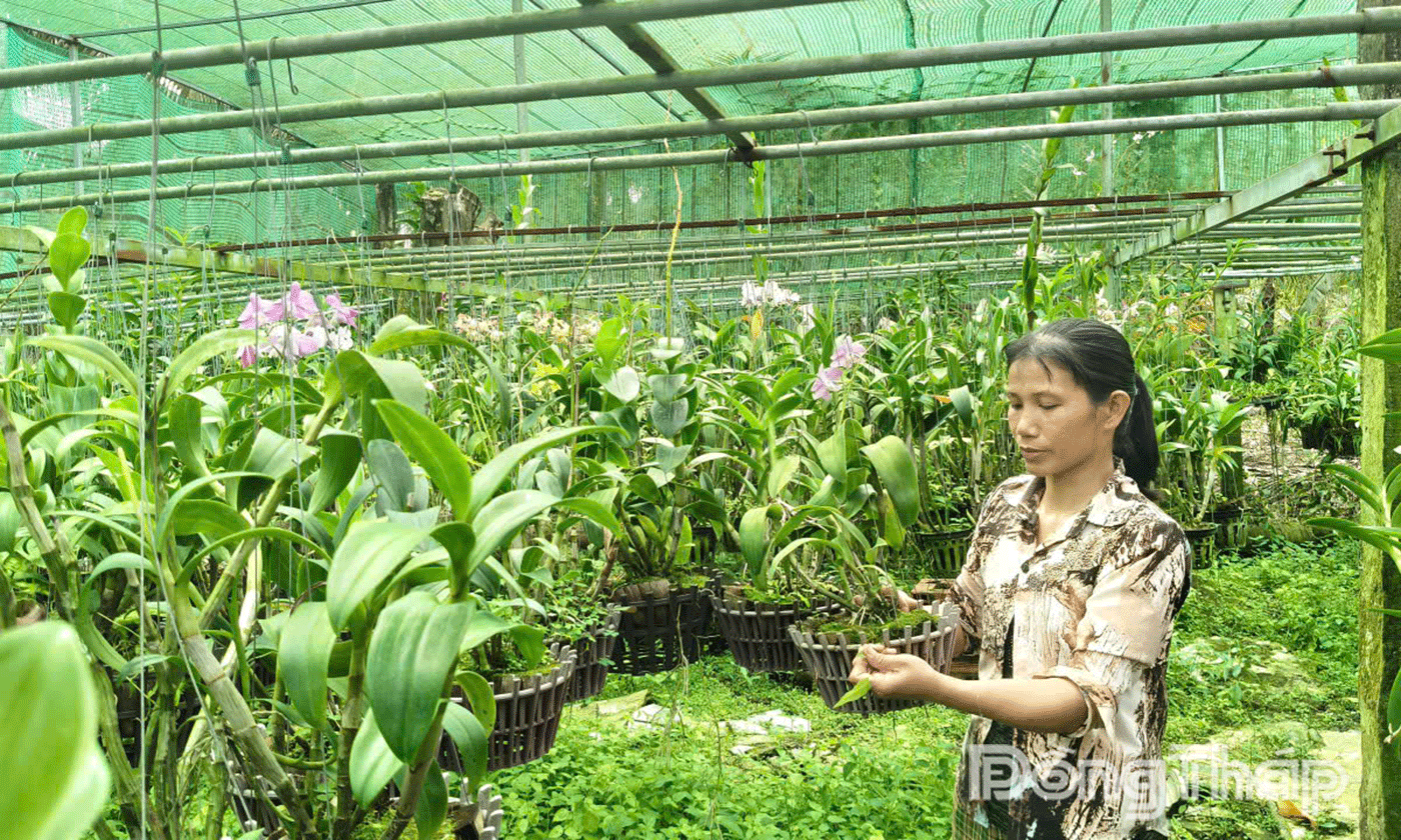 Một nông dân Đồng Tháp trồng thành công “hoa quý tộc”, có chậu bán giá cả triệu đồng