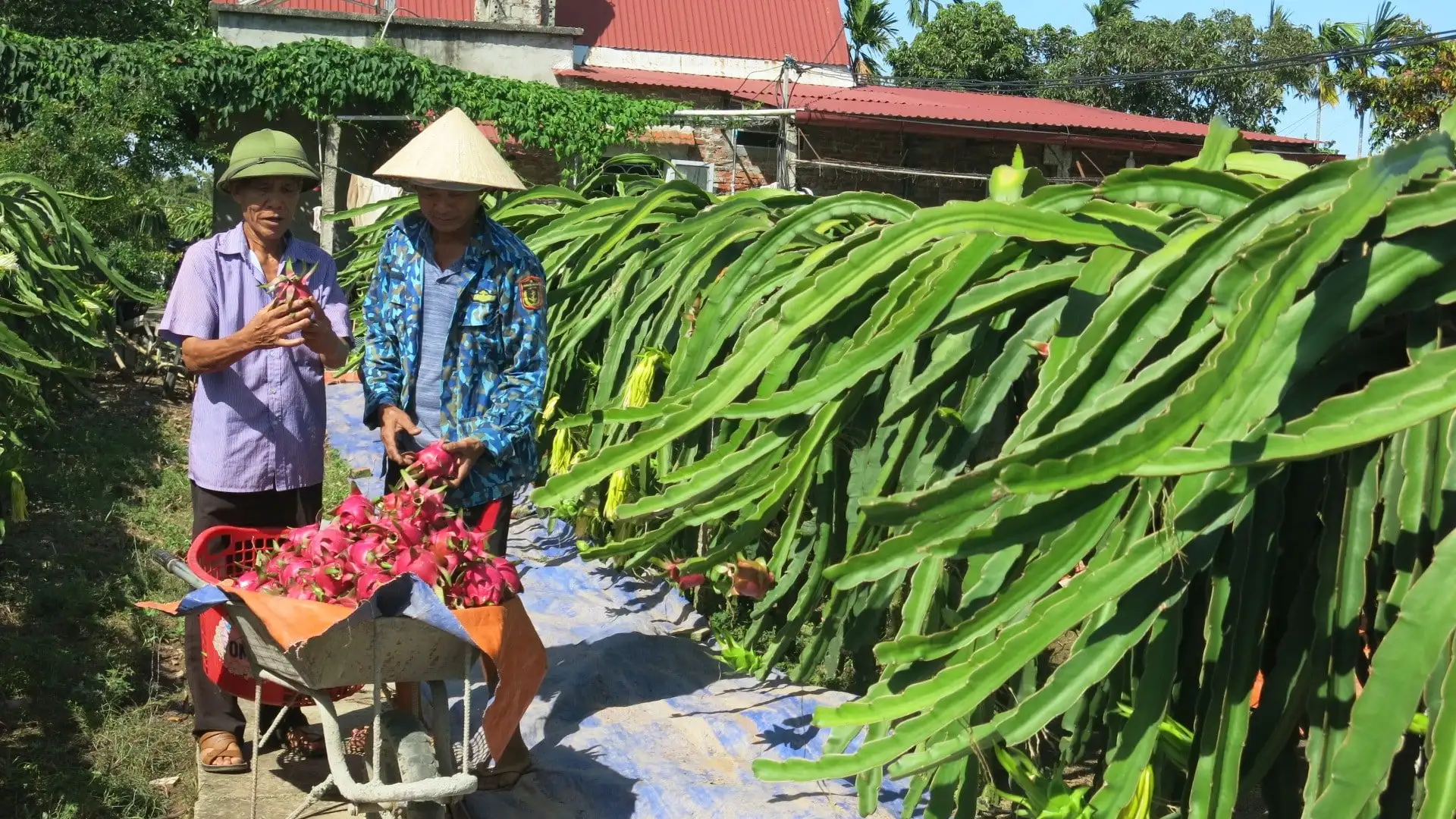 Một xã mới của TP Hải Phòng có tới 4 Hợp tác xã nhưng chưa mạnh, nguồn thu chủ yếu từ trợ giá sản phẩm dịch vụ công ích