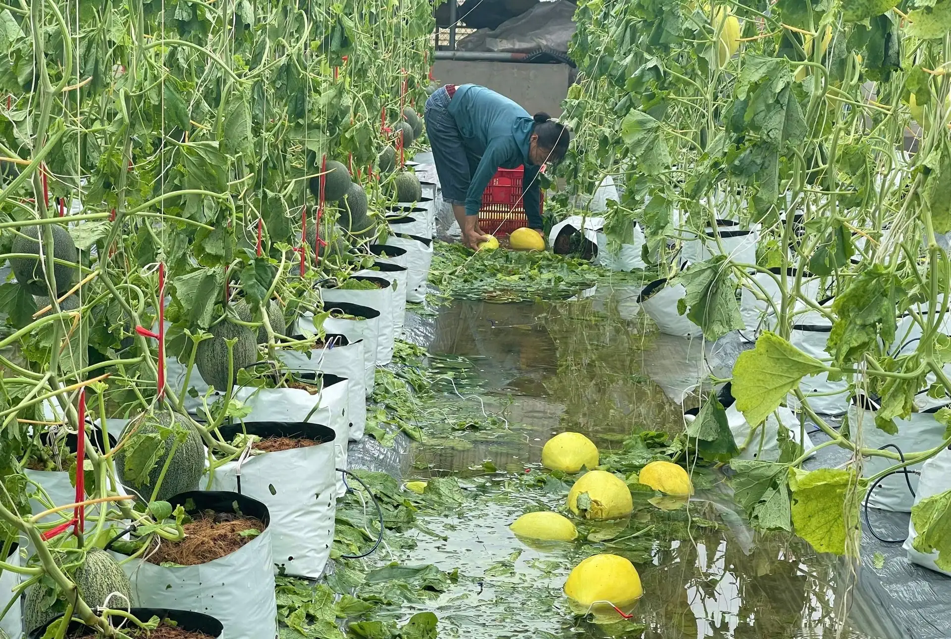 Nghệ An: Hàng chục tấn dưa lưới quả to bự rụng sạch, ông chủ HTX bất lực nhìn tiền tỷ bay theo bão