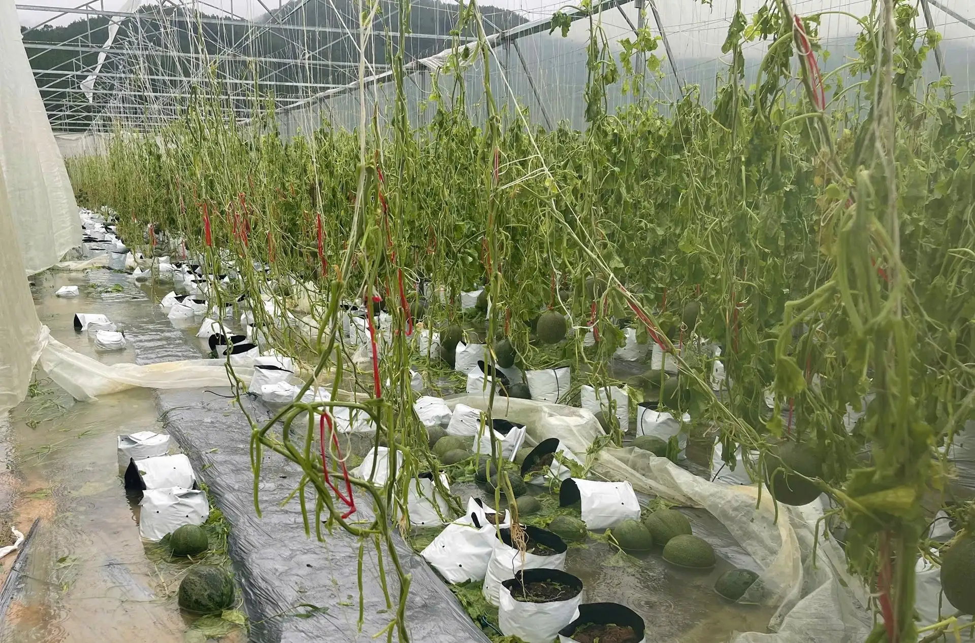 Nghệ An: Hàng chục tấn dưa lưới quả to bự rụng sạch, ông chủ HTX bất lực nhìn tiền tỷ bay theo bão