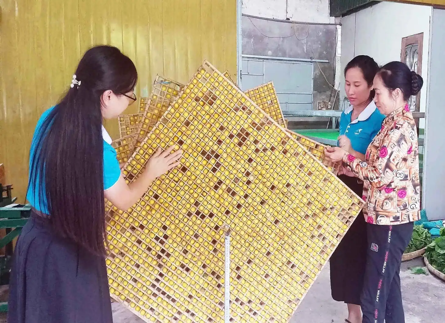 Người phụ nữ dành tâm huyết duy trì và phát triển cây Dâu để có sản phẩm tham gia đánh giá phân hạng sản phẩm OCOP