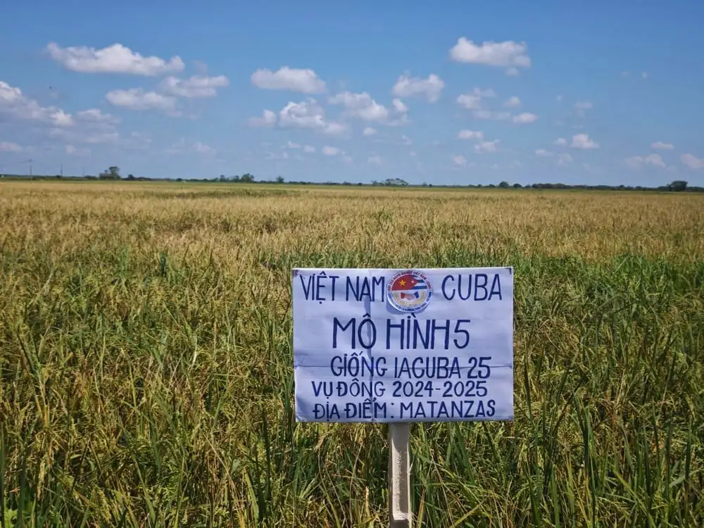 Nguyễn Khắc Hoàng – Người thuê 1.000 ha đất ở Cuba trồng lúa nước