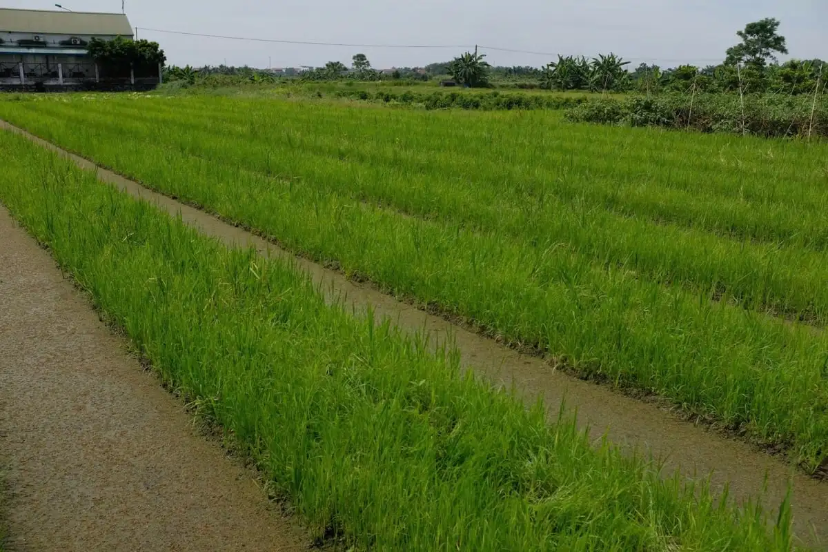 Nguyễn Khắc Hoàng – Người thuê 1.000 ha đất ở Cuba trồng lúa nước