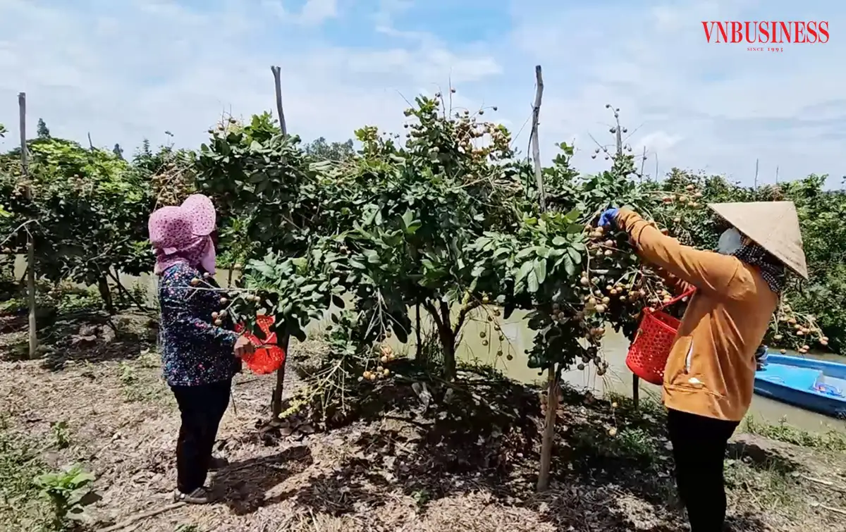 Những mô hình tiền tỷ ‘nảy nở’ trong nông thôn mới ở Cần Thơ