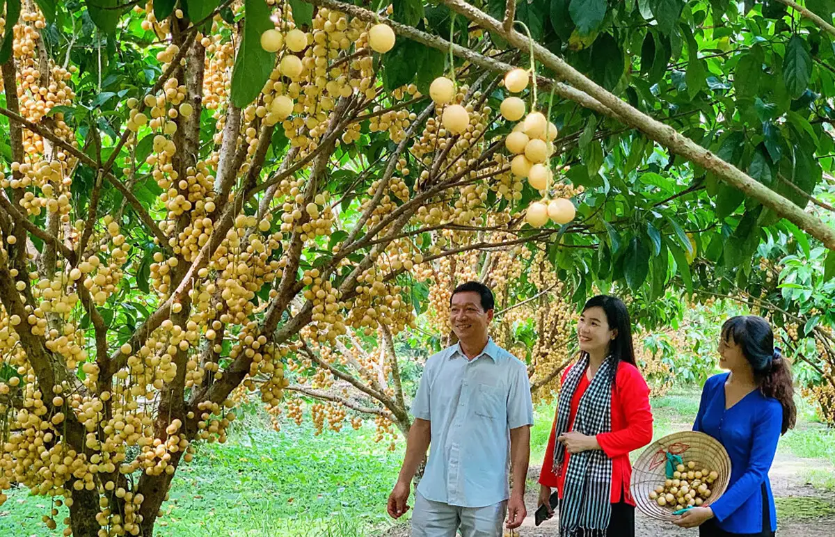 Những mô hình tiền tỷ ‘nảy nở’ trong nông thôn mới ở Cần Thơ
