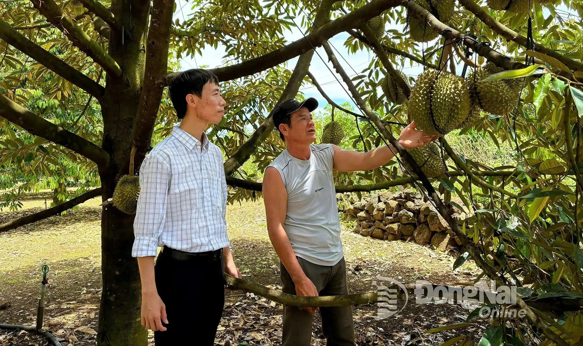 Nỗ lực chuyển dịch cơ cấu kinh tế nông thôn