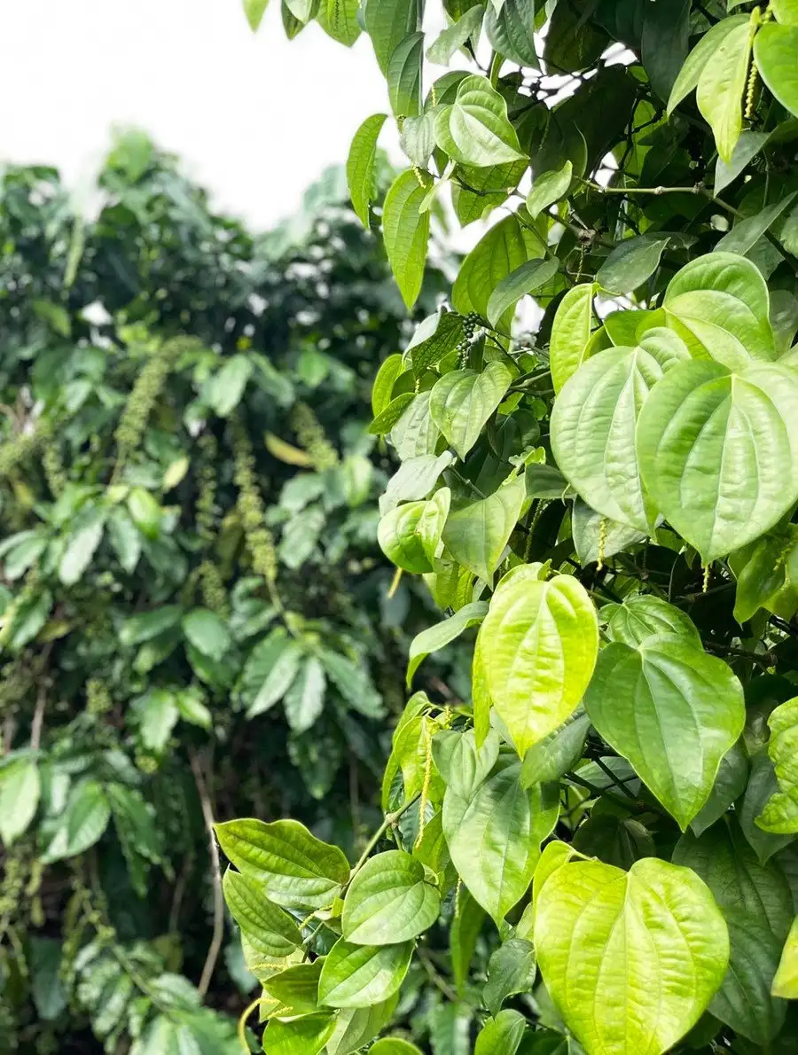 Nông dân các xã phía Tây Gia Lai trồng tiêu xanh trái vụ, không ngờ giá cao gấp 2 lần chính vụ, bán sang cả Thái Lan