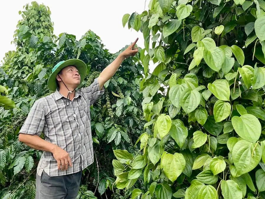 Nông dân các xã phía Tây Gia Lai trồng tiêu xanh trái vụ, không ngờ giá cao gấp 2 lần chính vụ, bán sang cả Thái Lan