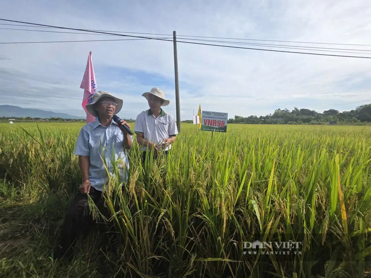 Nông dân Đà Nẵng “xiêu lòng” với những đặc tính vượt trội của VNR98
