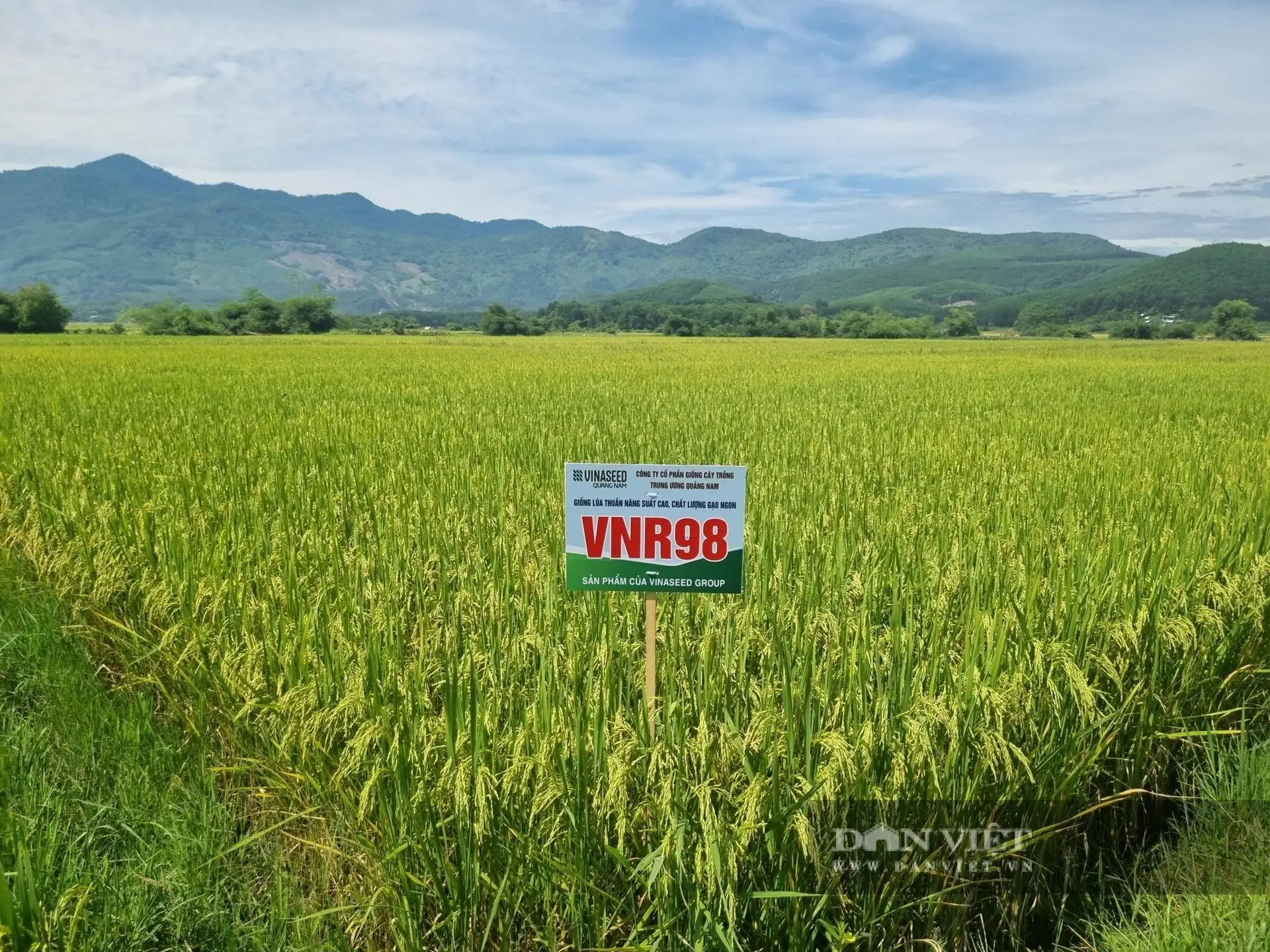 Nông dân Đà Nẵng “xiêu lòng” với những đặc tính vượt trội của VNR98