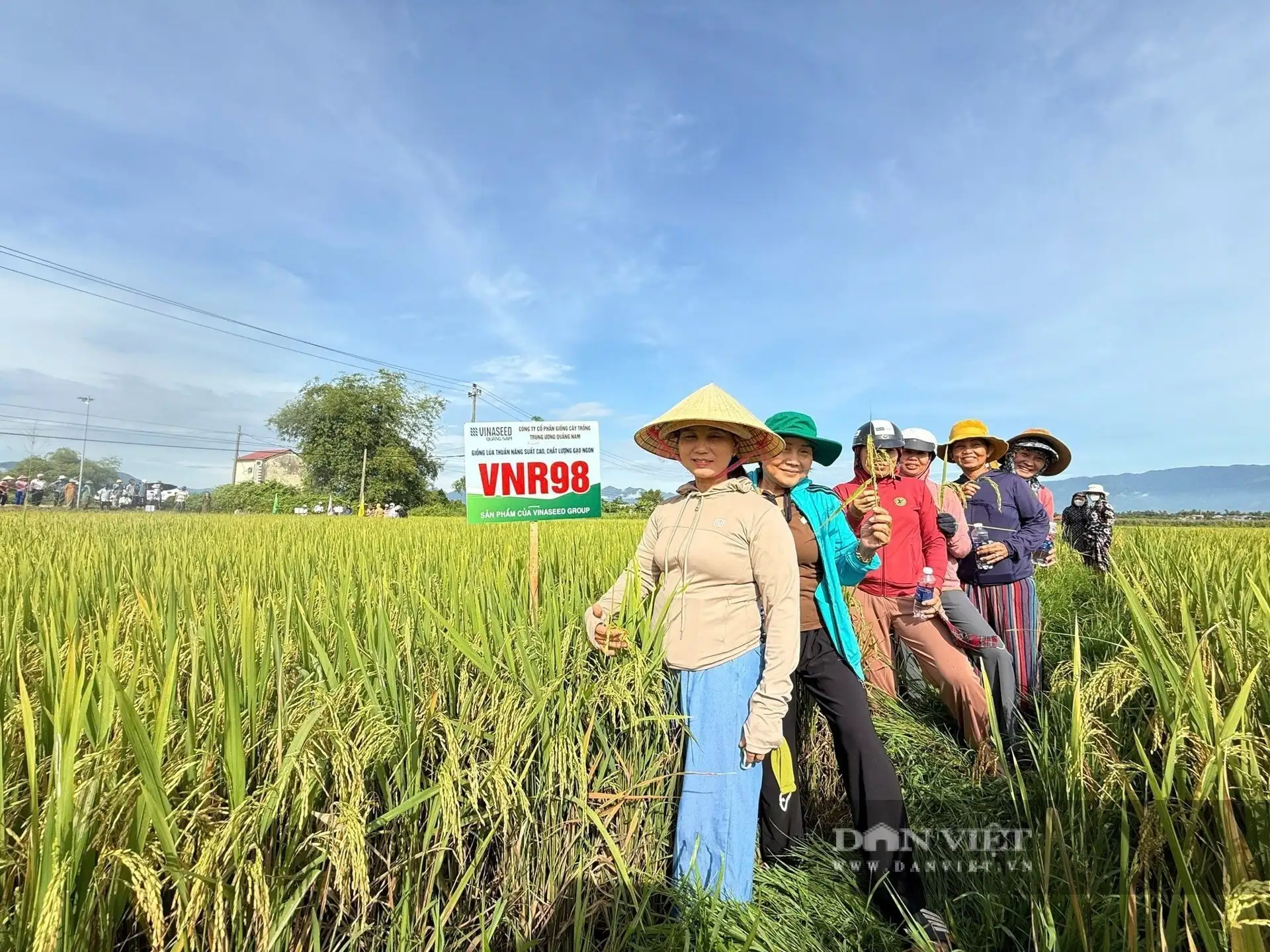 Nông dân Đà Nẵng “xiêu lòng” với những đặc tính vượt trội của VNR98