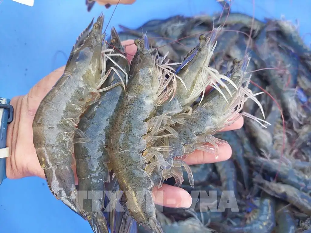 Nông dân đổi đời nhờ mô hình canh tác hiện đại