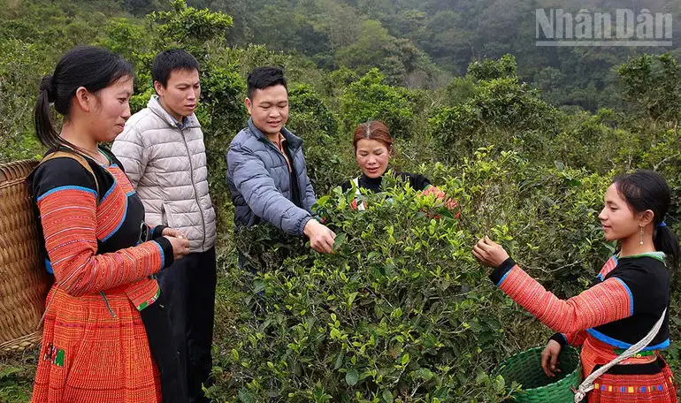 Nông lâm kết hợp, hướng đi bền vững cho miền núi phía bắc