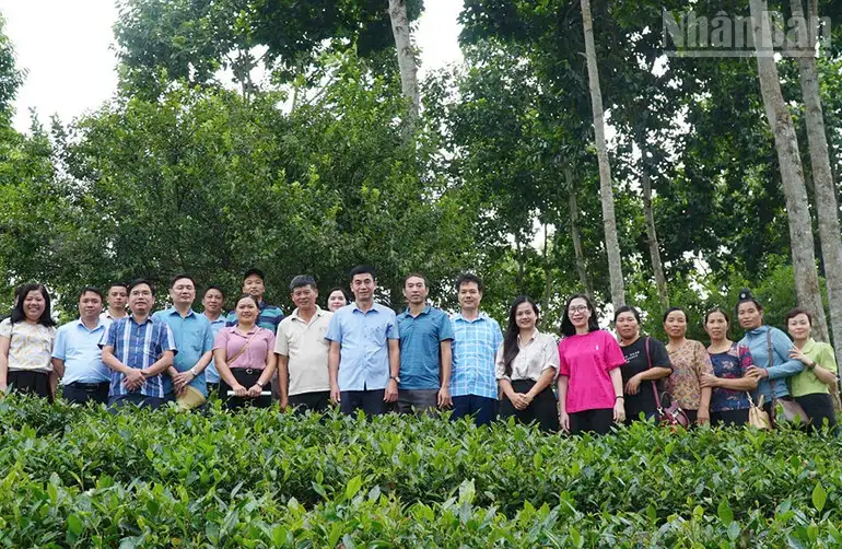 Nông lâm kết hợp, hướng đi bền vững cho miền núi phía bắc