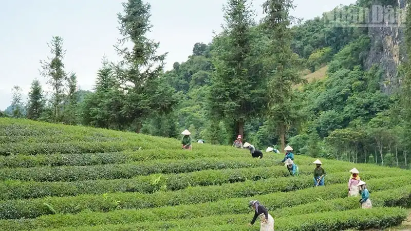 Nông lâm kết hợp, hướng đi bền vững cho miền núi phía bắc