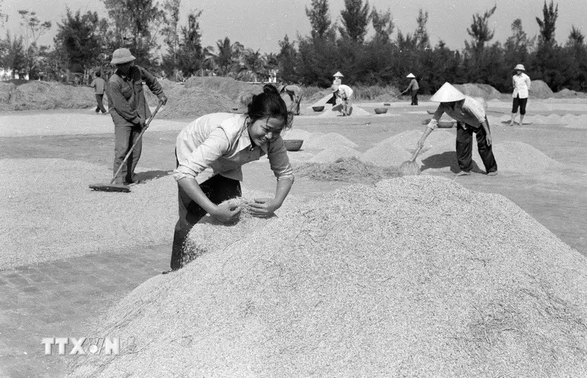 Nông nghiệp Việt Nam: Hành trình thần kỳ bằng mồ hôi và khát vọng