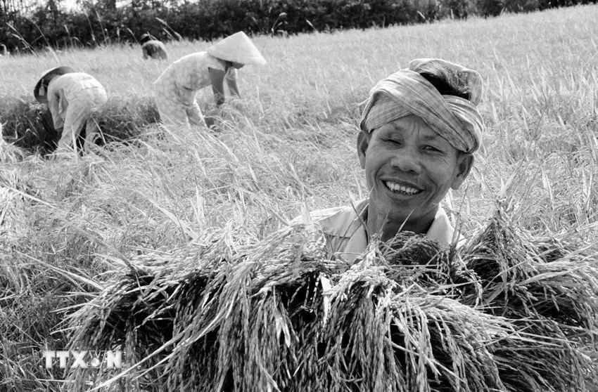 Nông nghiệp Việt Nam: Hành trình thần kỳ bằng mồ hôi và khát vọng