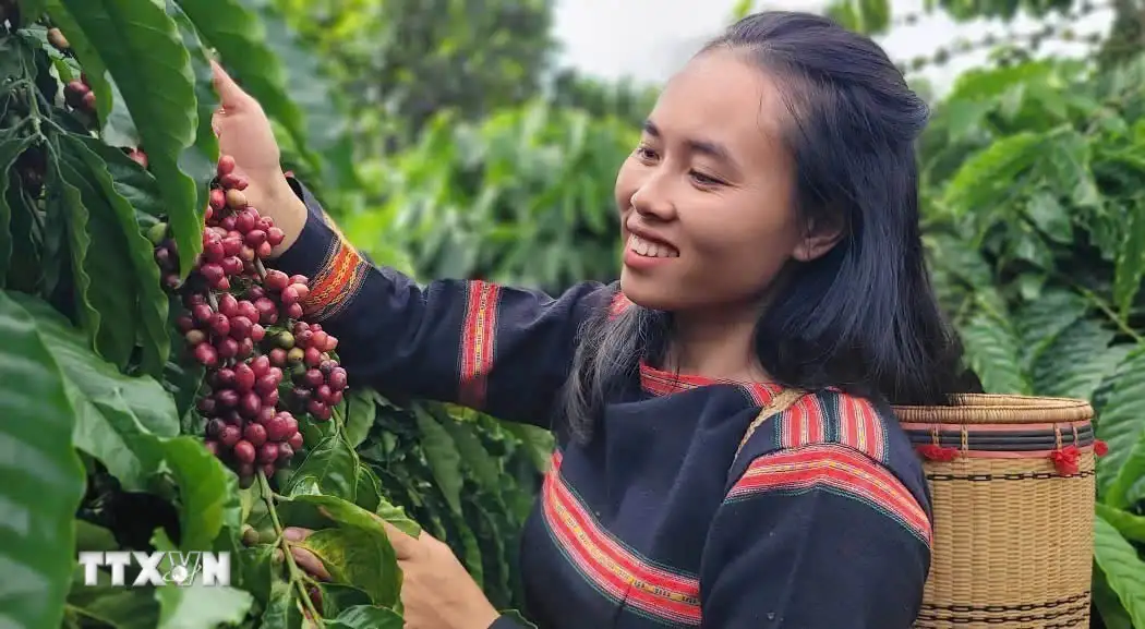 Nông nghiệp Việt Nam: Hành trình thần kỳ bằng mồ hôi và khát vọng