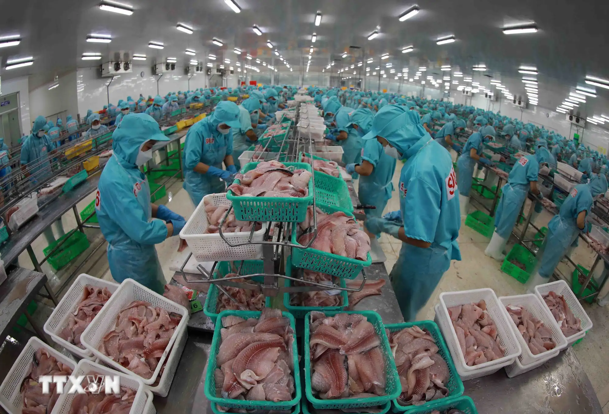 Nông nghiệp Việt Nam: Hành trình thần kỳ bằng mồ hôi và khát vọng