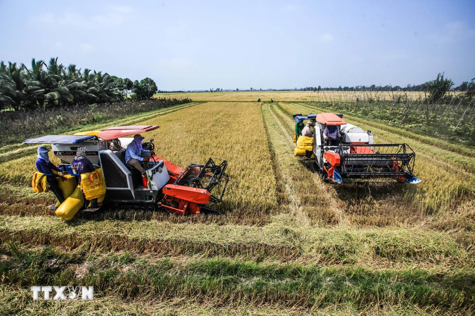 Nông nghiệp Việt Nam: Hành trình thần kỳ bằng mồ hôi và khát vọng