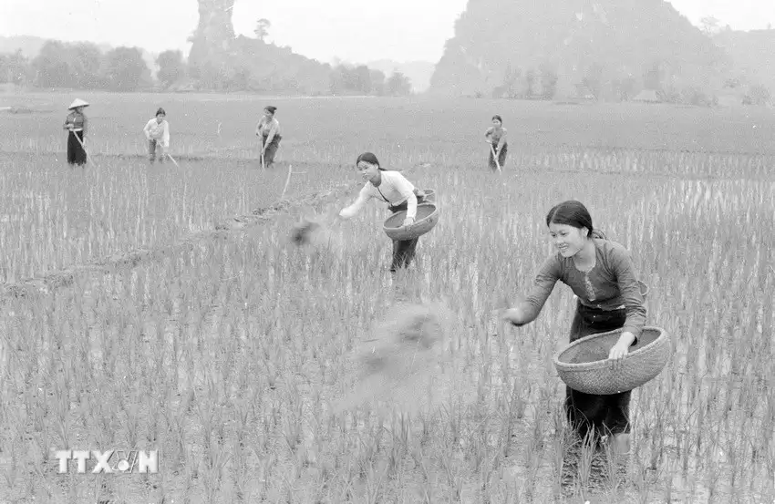 Nông nghiệp Việt Nam: Hành trình thần kỳ bằng mồ hôi và khát vọng