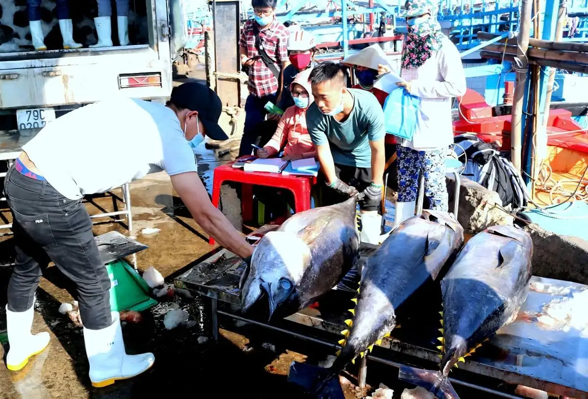 Nông sản Việt vững bước mục tiêu 65 tỷ USD Kiến nghị sửa đổi khẩn cấp nghị định về khai thác cá ngừ