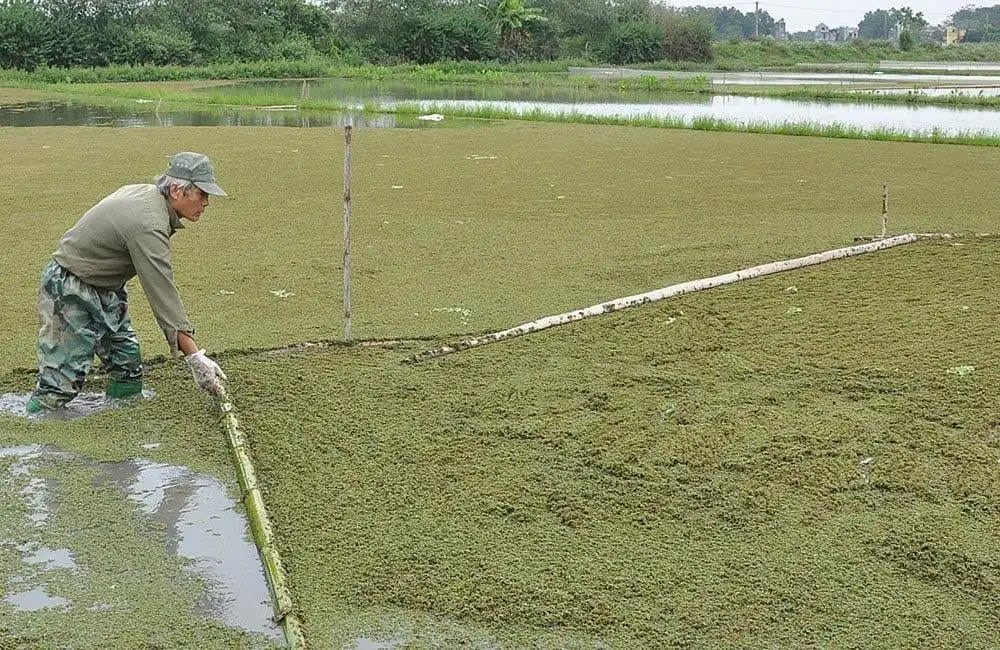 Phát triển bèo hoa dâu phục vụ canh tác lúa bền vững tại ĐBSCL