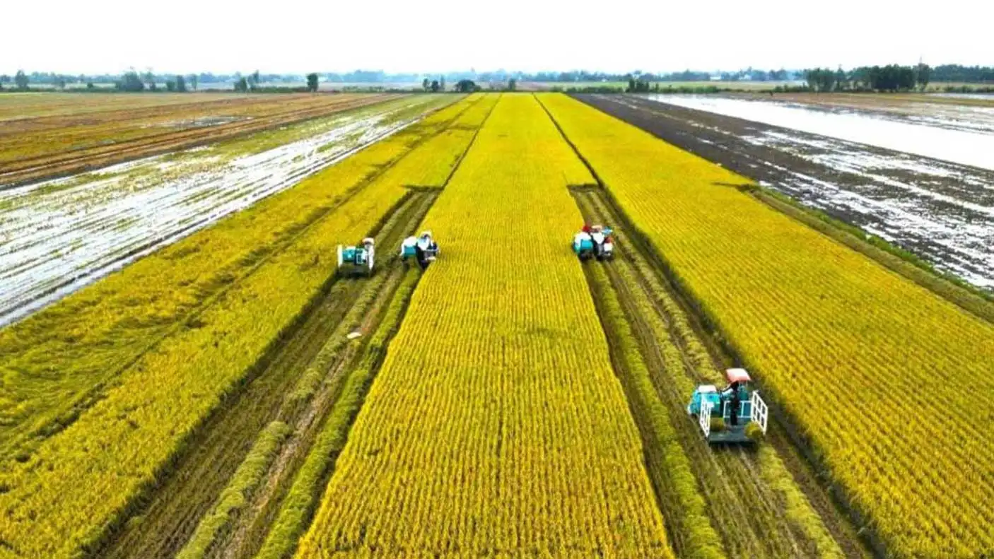 Phát triển bèo hoa dâu phục vụ canh tác lúa bền vững tại ĐBSCL