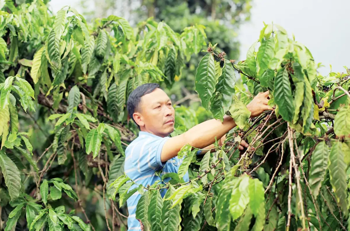 Quả gấc, hạt cà phê và hành trình xây dựng nông thôn mới ở Lâm Đồng
