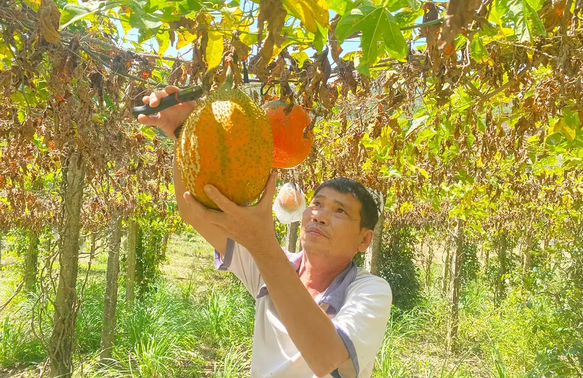 Quả gấc, hạt cà phê và hành trình xây dựng nông thôn mới ở Lâm Đồng