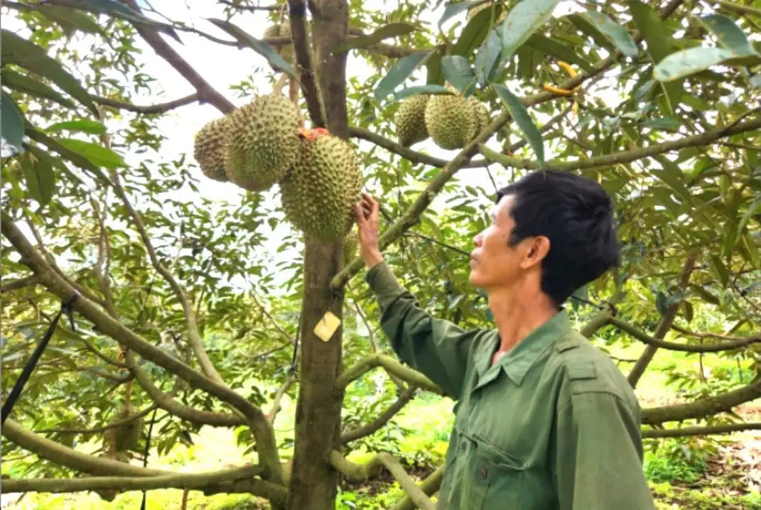 Rộn ràng mùa thu hoạch trái cây chủ lực