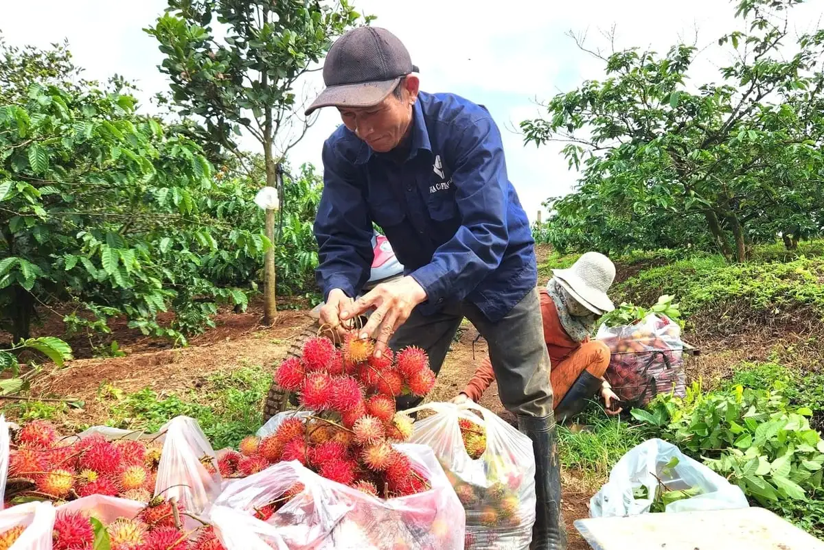 Rộn ràng mùa thu hoạch trái cây chủ lực