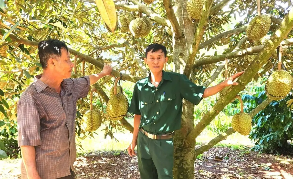 Rộn ràng mùa thu hoạch trái cây chủ lực