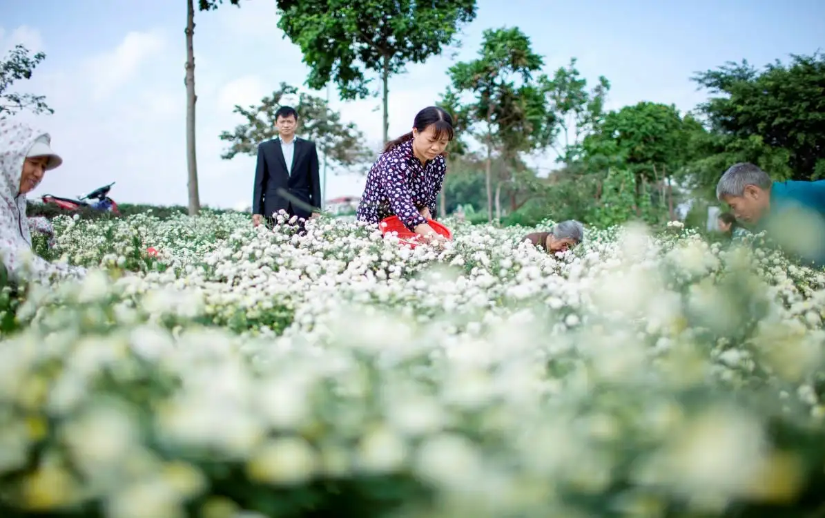 Rượu hoa cúc làng Ngâu: “Hồn cốt” làng Việt trong sản phẩm OCOP Thủ đô