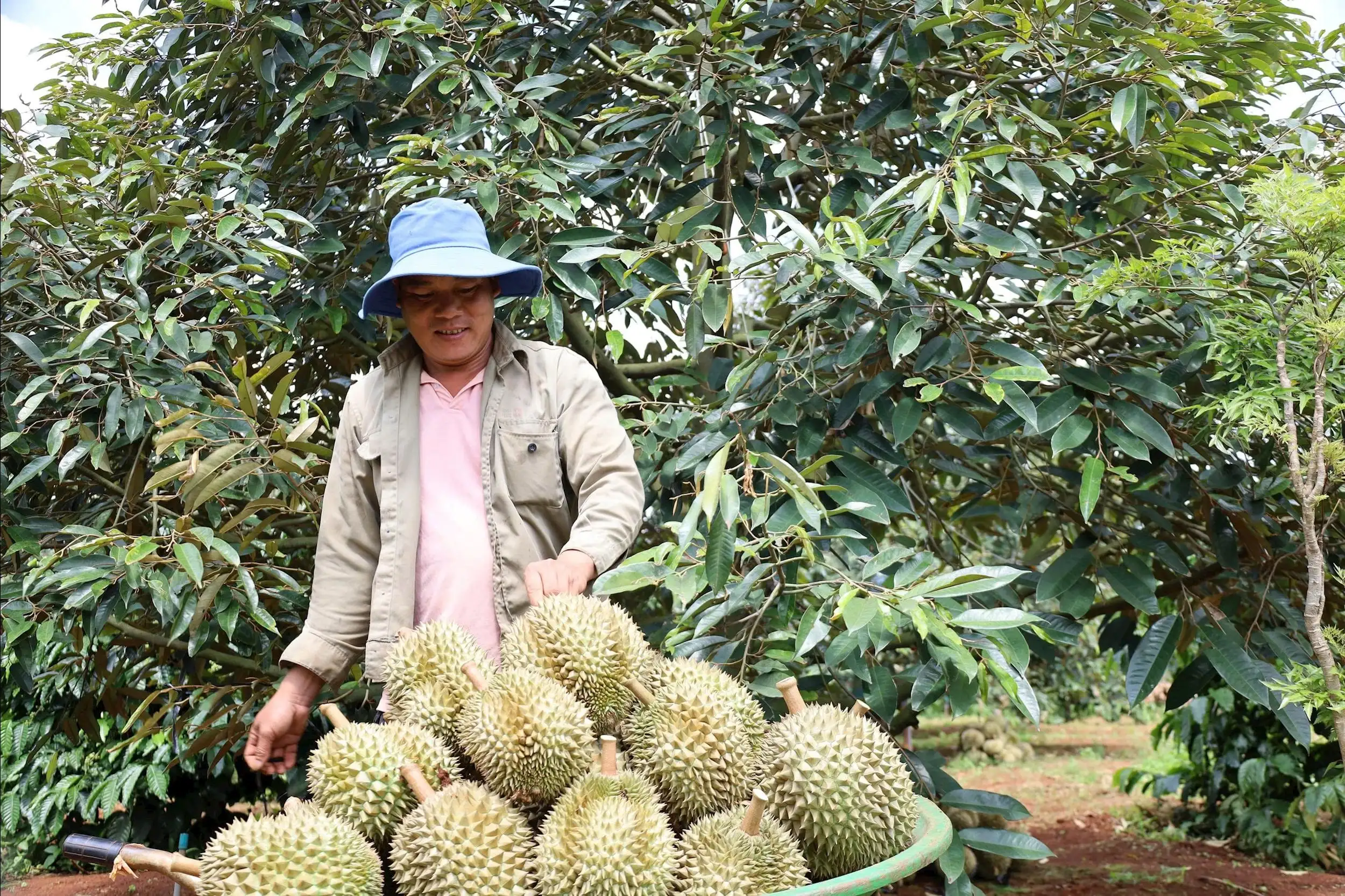 Tái cơ cấu để Đắk Lắk trở thành trung tâm nông nghiệp xanh