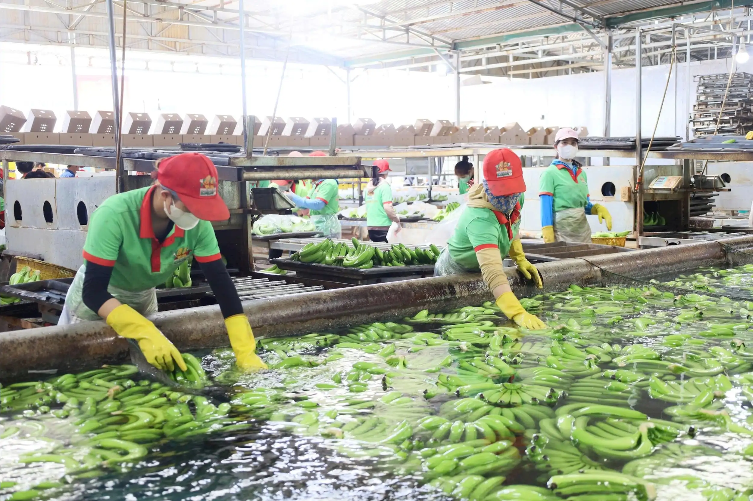 Tái cơ cấu để Đắk Lắk trở thành trung tâm nông nghiệp xanh