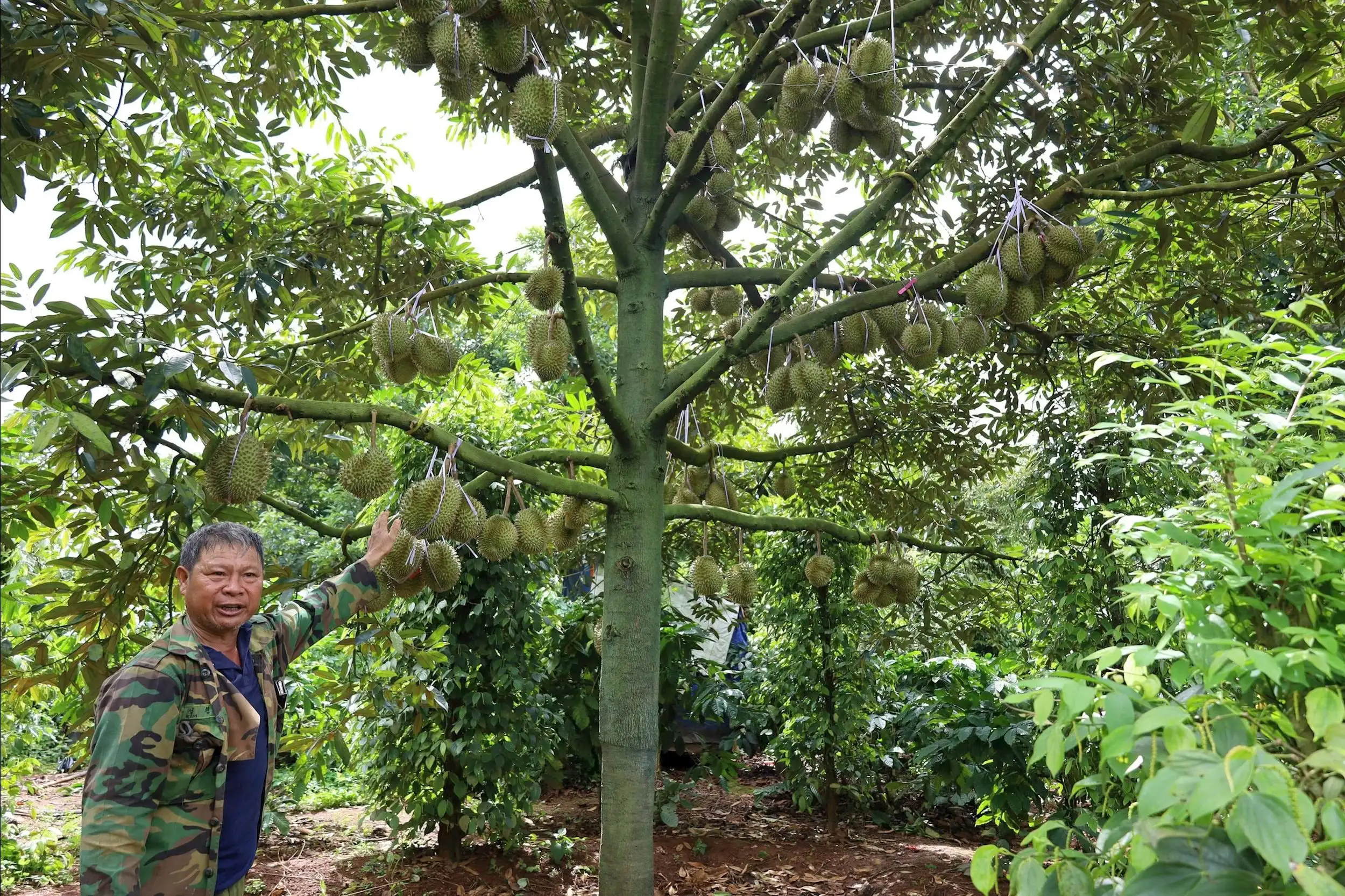Tái cơ cấu để Đắk Lắk trở thành trung tâm nông nghiệp xanh