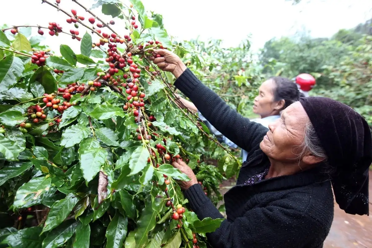 Tái hiện hành trình 80 năm thoát đói thành nước xuất khẩu nông sản hàng đầu