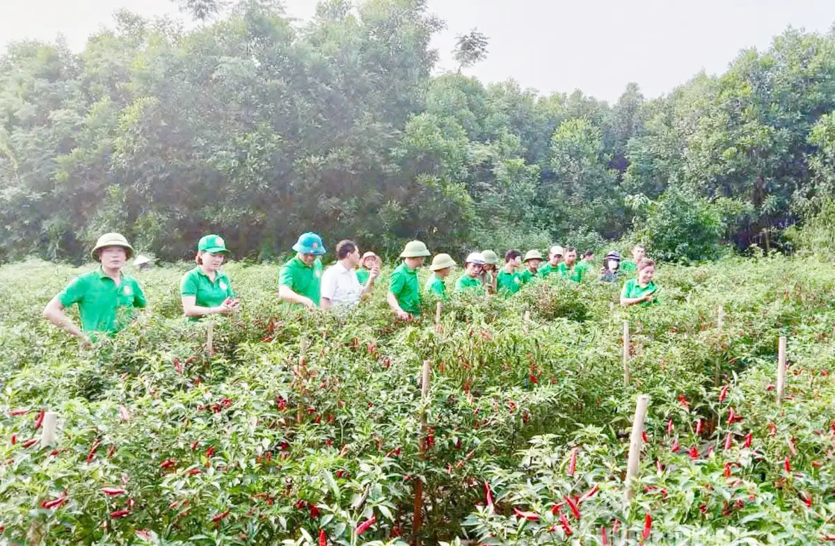 Tam giác sức mạnh’ thúc đẩy nông thôn mới ở Tuyên Quang