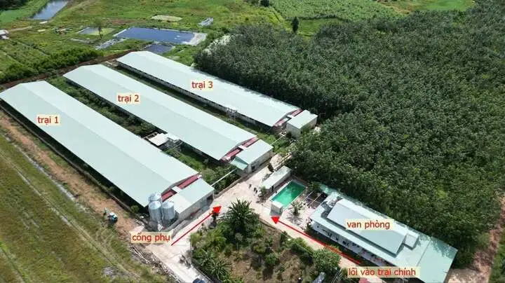 Tây Ninh bứt phá công nghiệp hóa chăn nuôi: Hình mẫu nông nghiệp công nghệ cao