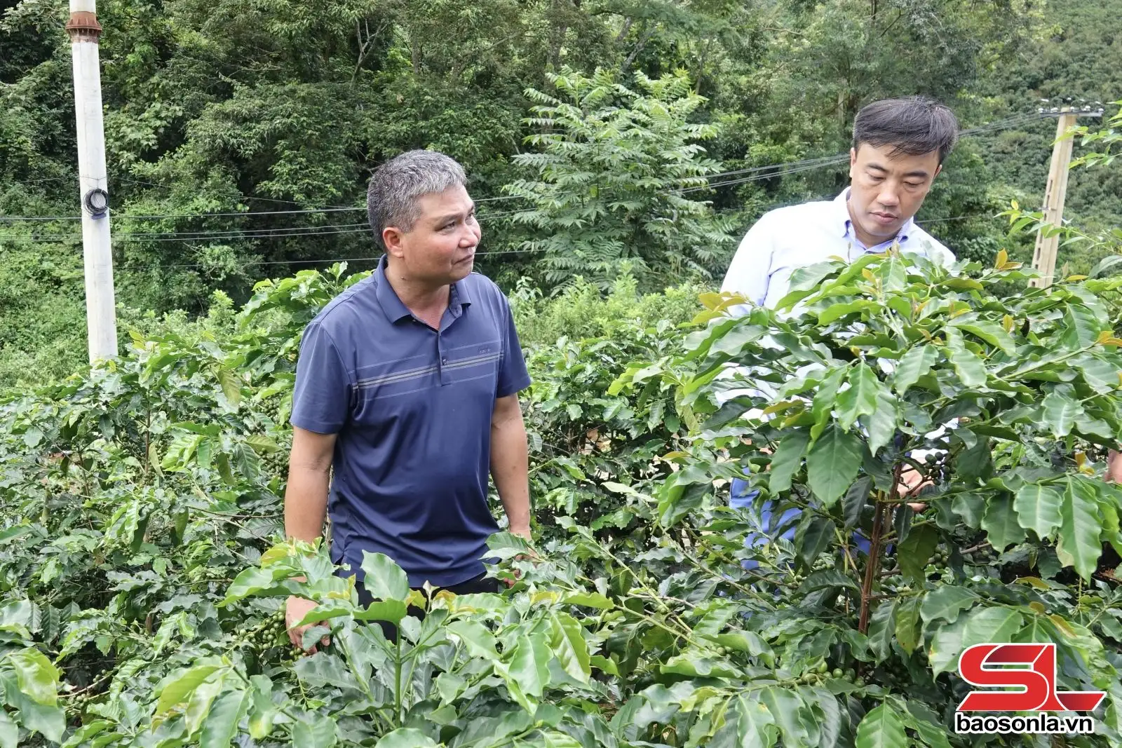 Thành công từ liên kết sản xuất cà phê theo chuỗi giá trị