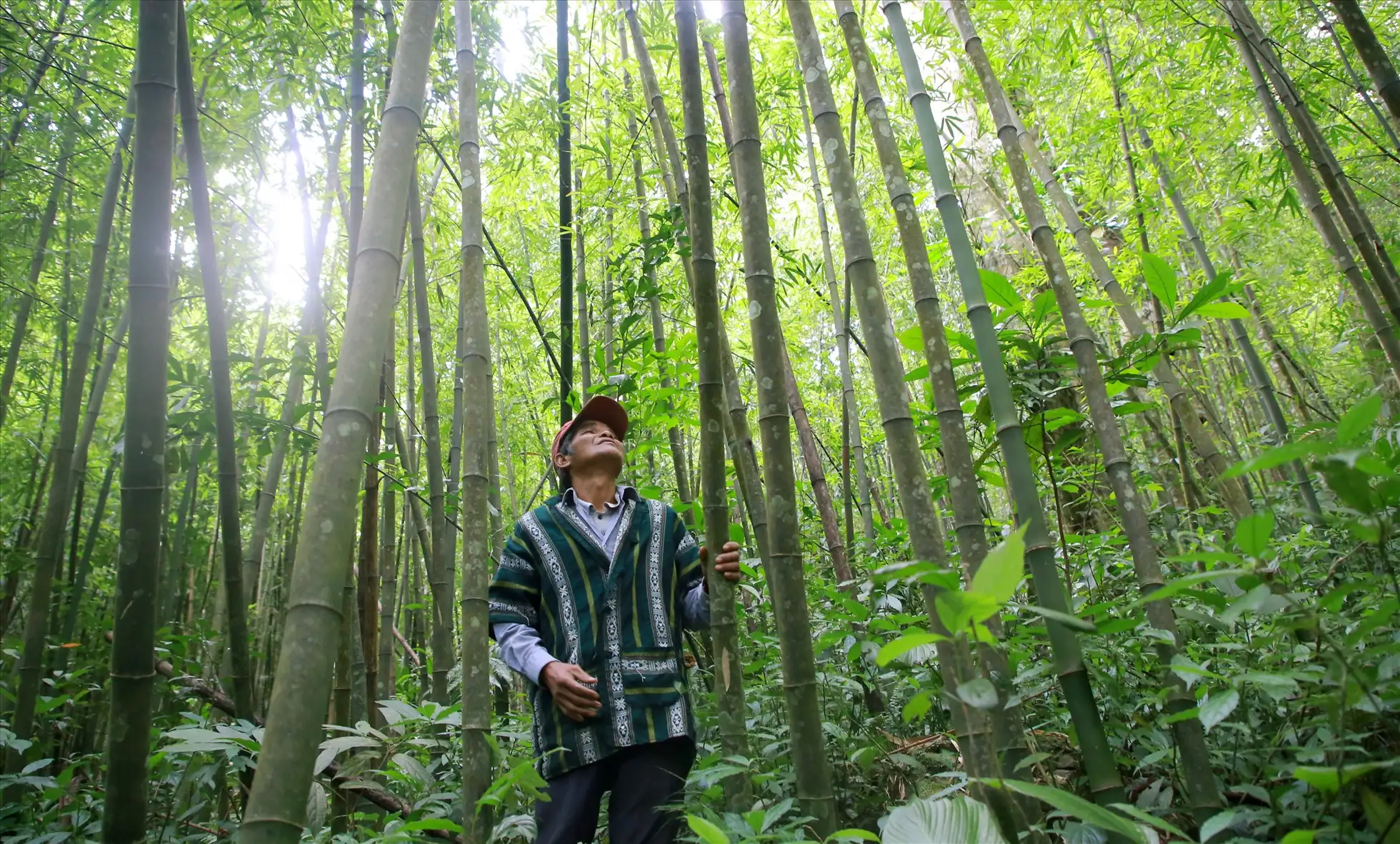 Thanh Hóa phát triển sản phẩm tre luồng thành “vàng xanh”, vươn ra thị trường quốc tế