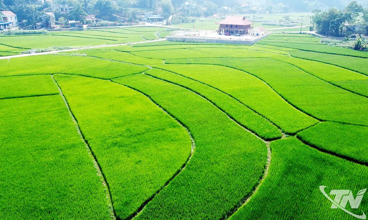 Tín chỉ carbon – đa lợi ích trong canh tác lúa