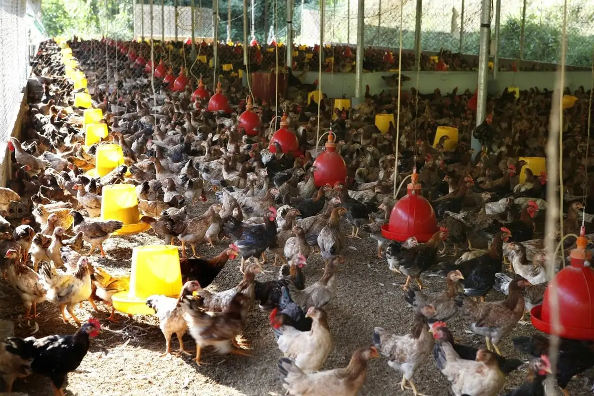 Trấn Yên hướng đến xây dựng xã nông thôn mới kiểu mẫu hiện đại, văn minh