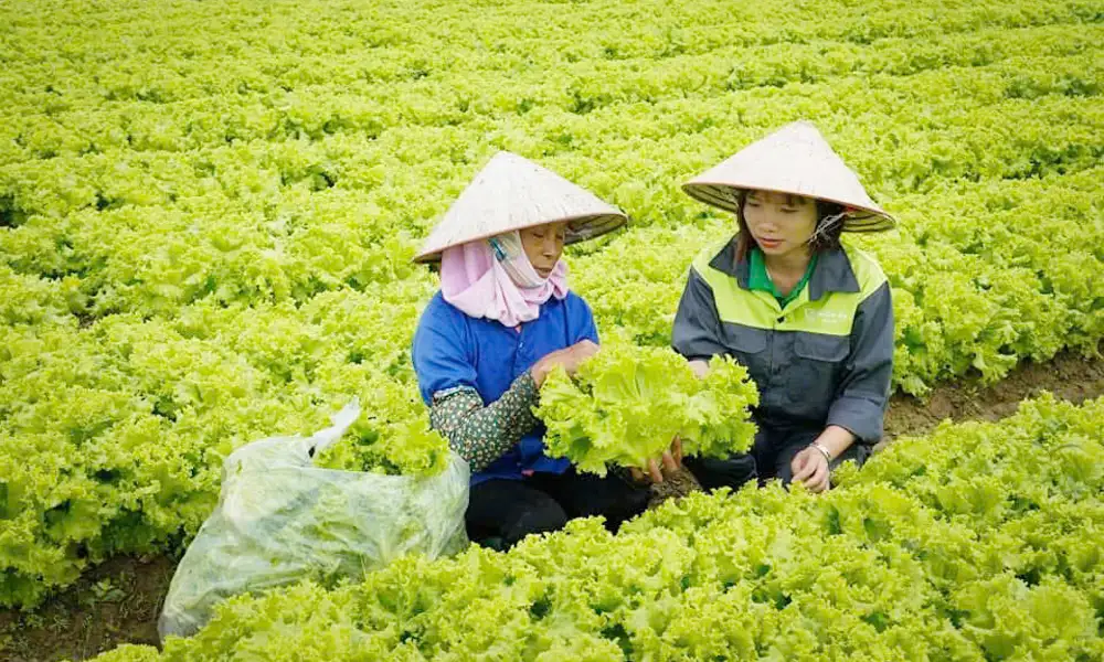 Truy xuất nguồn gốc nông sản: “Chìa khóa” mở cánh cửa ra thế giới