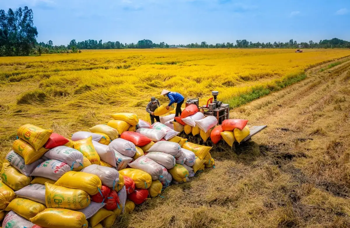 Từ hạt gạo nuôi quân đến thương hiệu gạo Việt trên thế giới