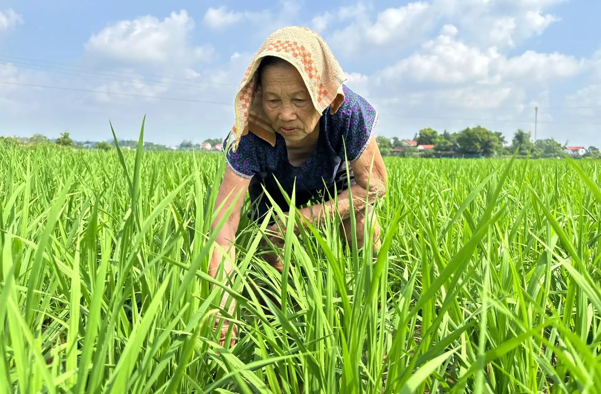 Tưới tiêu hợp lý để bảo vệ vụ lúa mùa