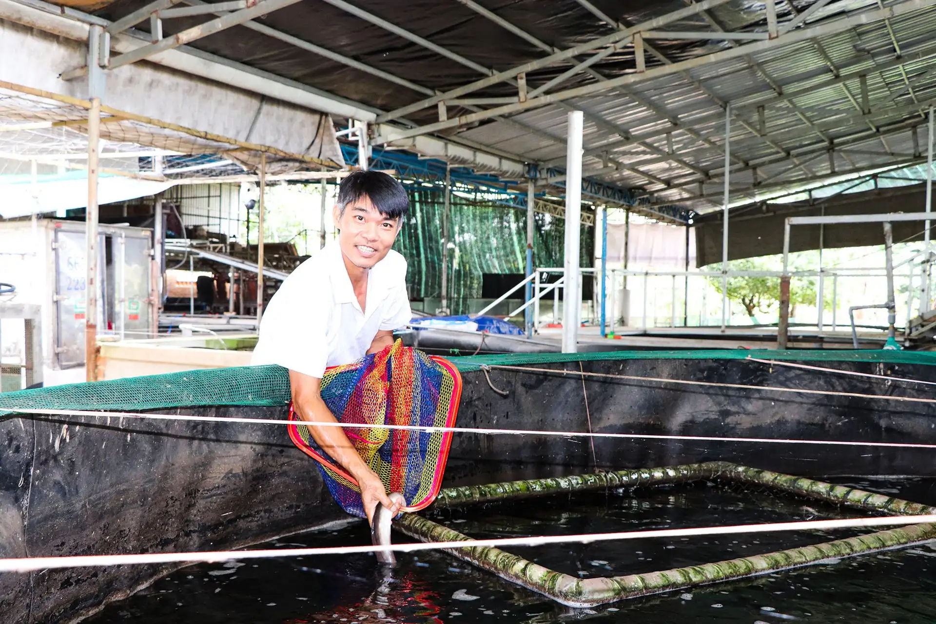 Tỷ phú Bà Rịa-Vũng Tàu nuôi cá chình dày đặc, bán giống, bán thịt đều hút hàng